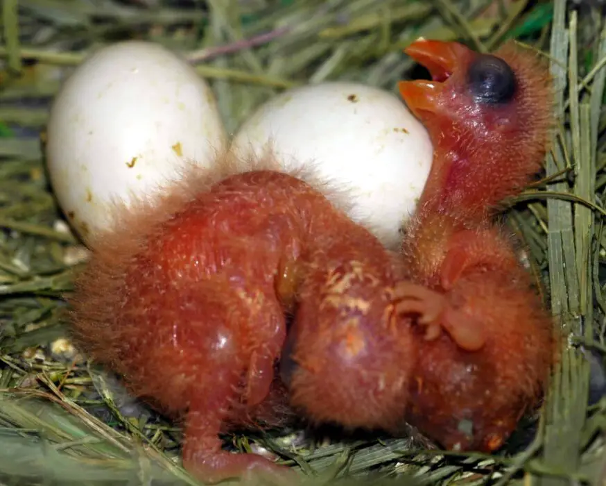 conure egg incubation