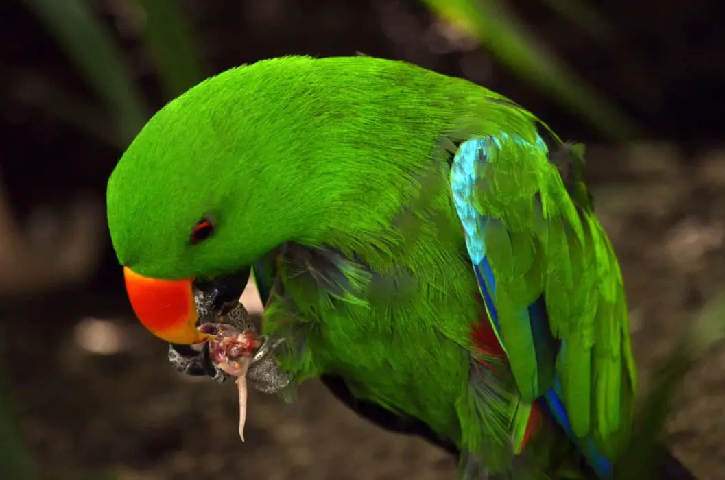 eclectus parrots nuts