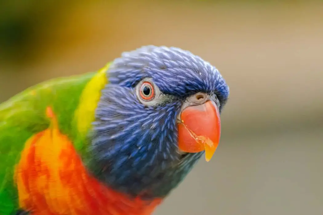 rainbow lorikeets 