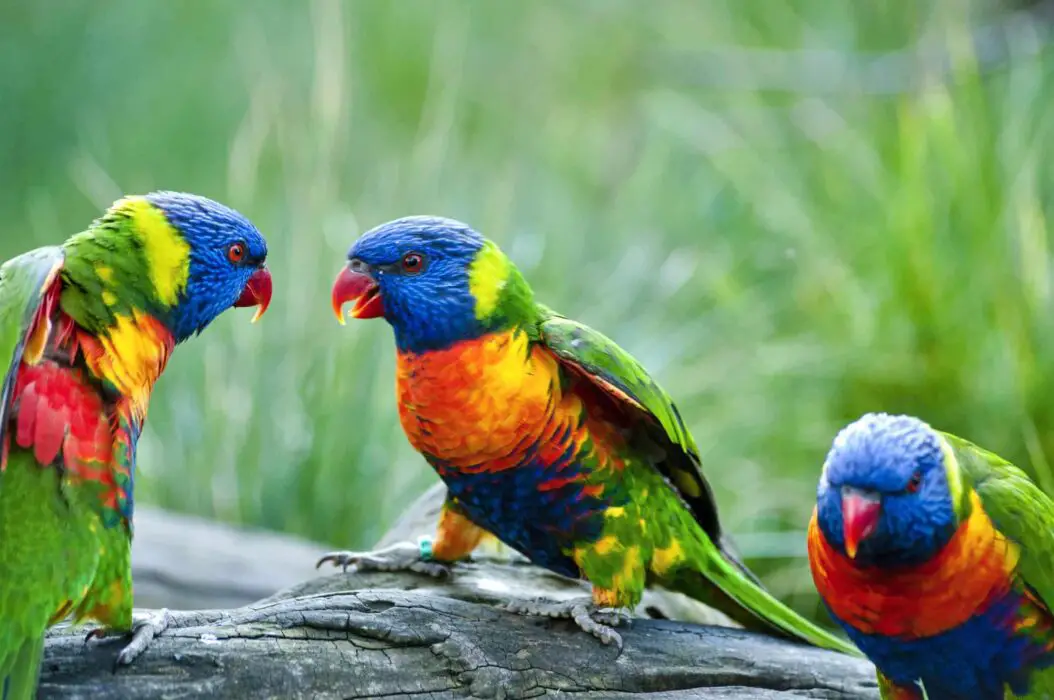 pet rainbow lorikeet 