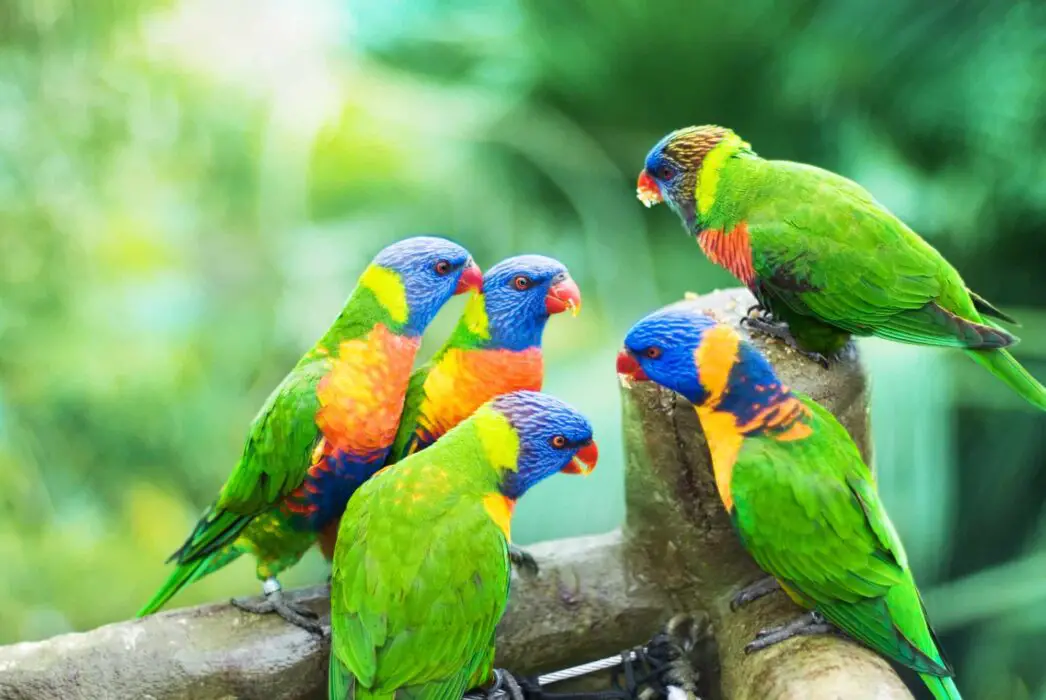 rainbow lorikeet info 