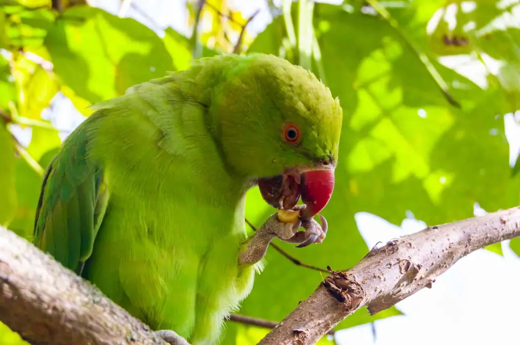 parakeet eating