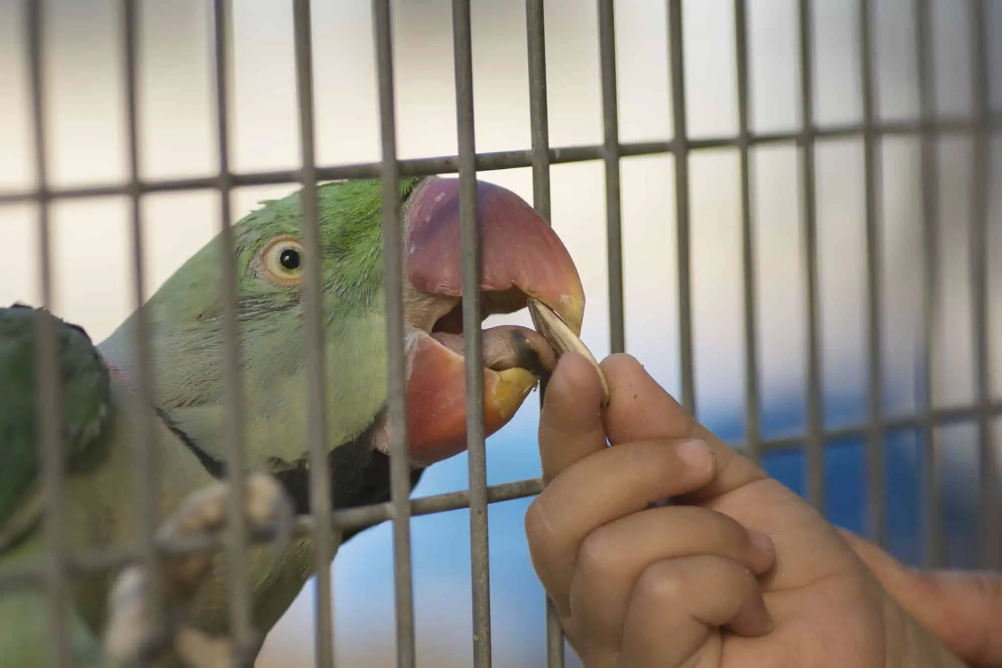 parakeet food 