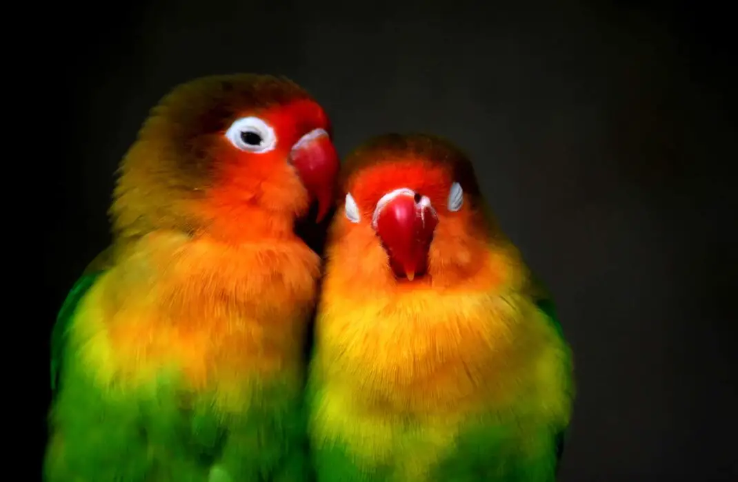 mated lovebirds