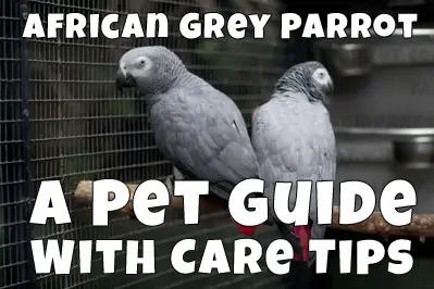 african grey parrot guide