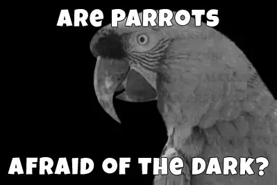 parrot in darkness