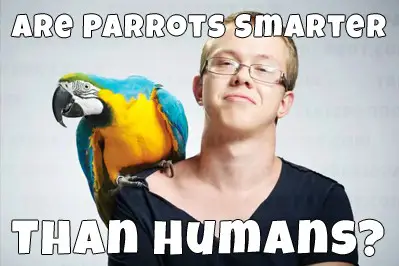 smart parrots