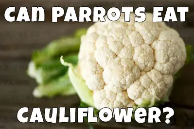 Can parrots eta cauliflower