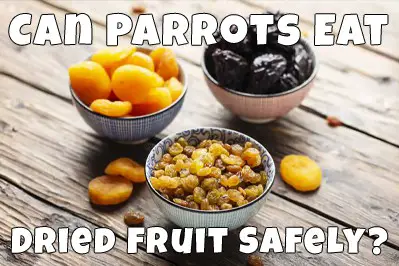 is dried fruit safe for parrots