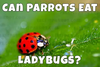 do parrots eat ladybugs