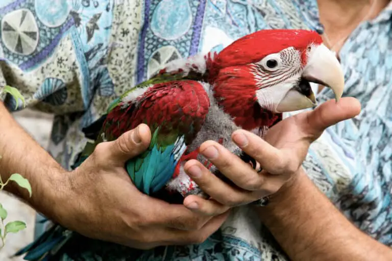 Why Do Parrots Attack Feet? Talkie Parrot