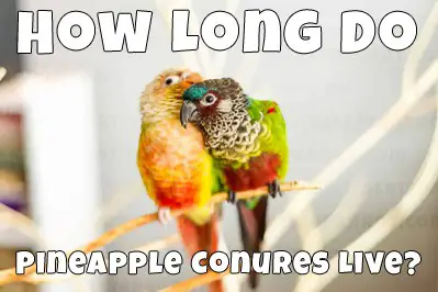 How long pineapple conures live