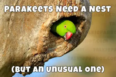 do parakeets need nests