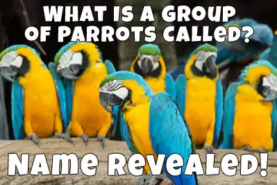 many parrots