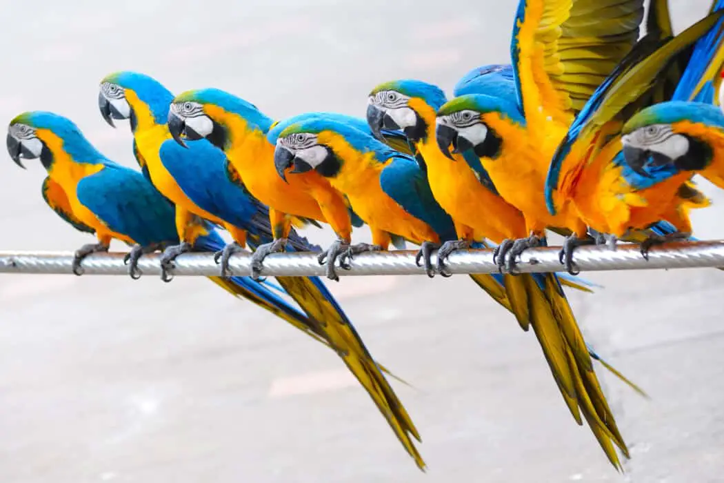 a group of parrots