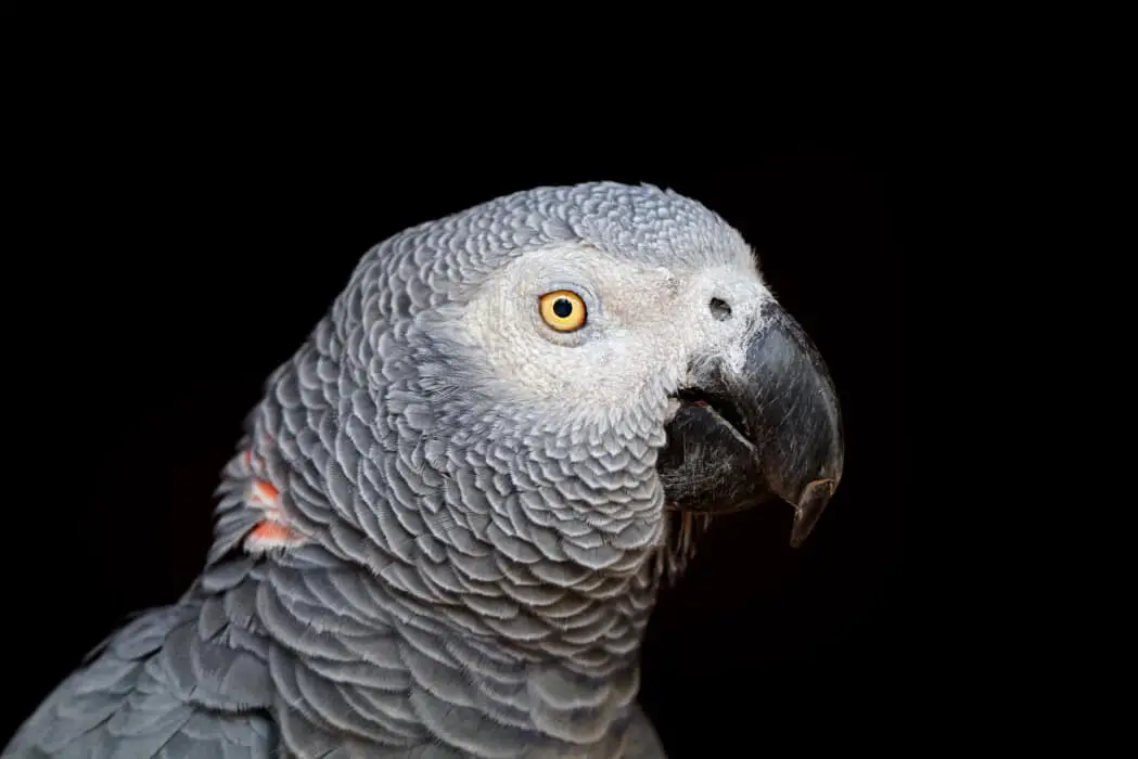 african grey size 