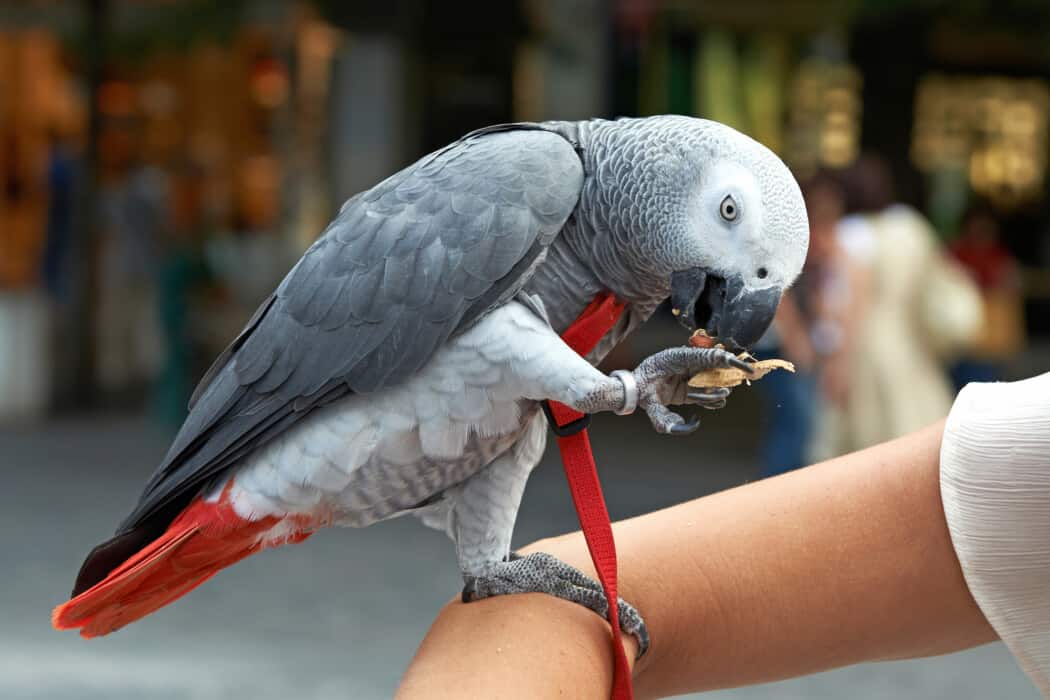 african grey parrot talking 