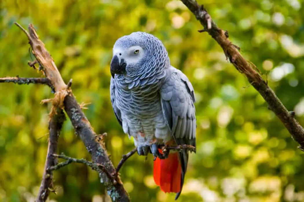 african grey parrot tips