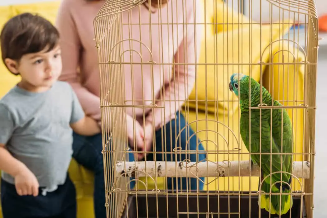 can you buy parrot for child 