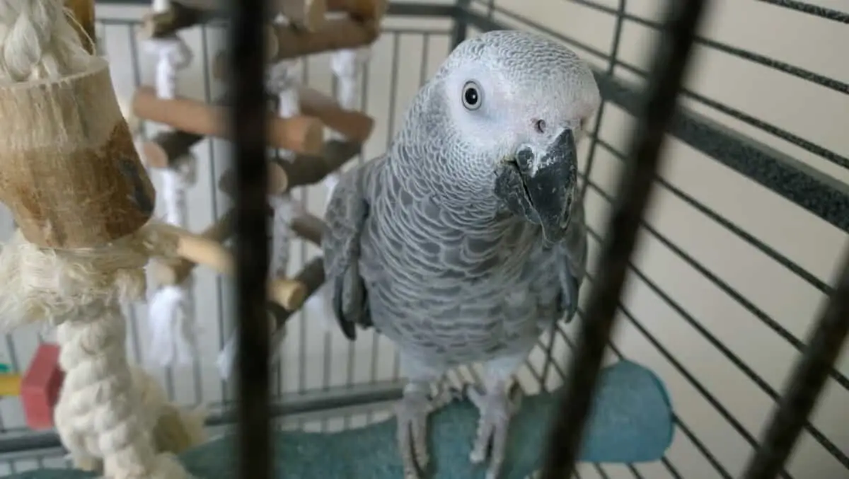 african grey parrot cage