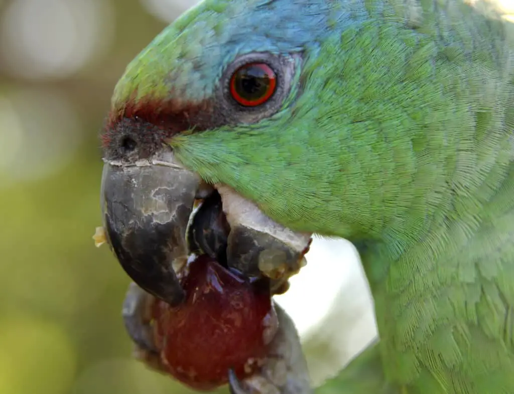 Can Parrots Eat Dried Fruit Safely? What Types to Avoid? Talkie Parrot