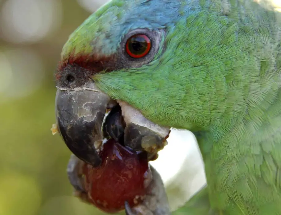 parrot eats dried fruit 