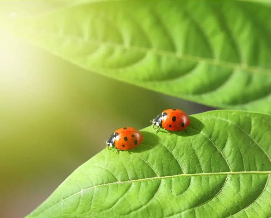 are ladybugs toxic for parrots