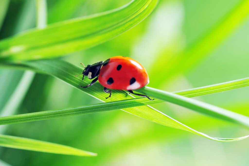 can-parrots-eat-ladybugs-they-are-toxic-talkie-parrot