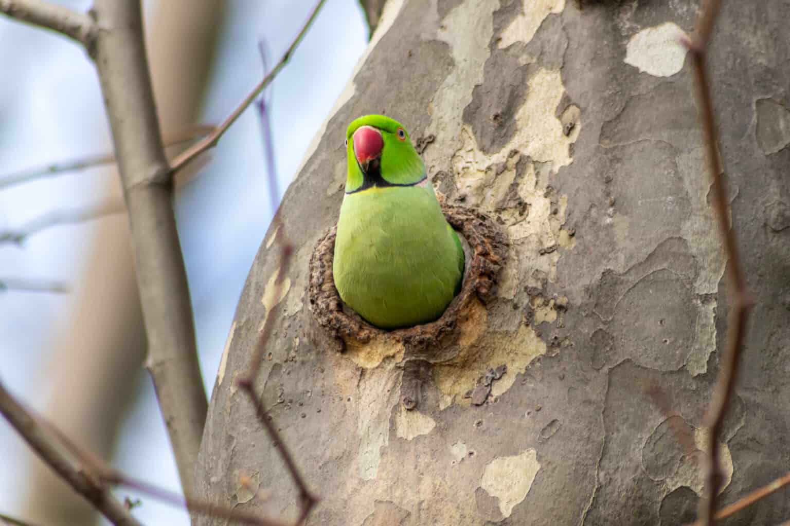 Parakeets Need a Nest (But an Unusual One) Talkie Parrot