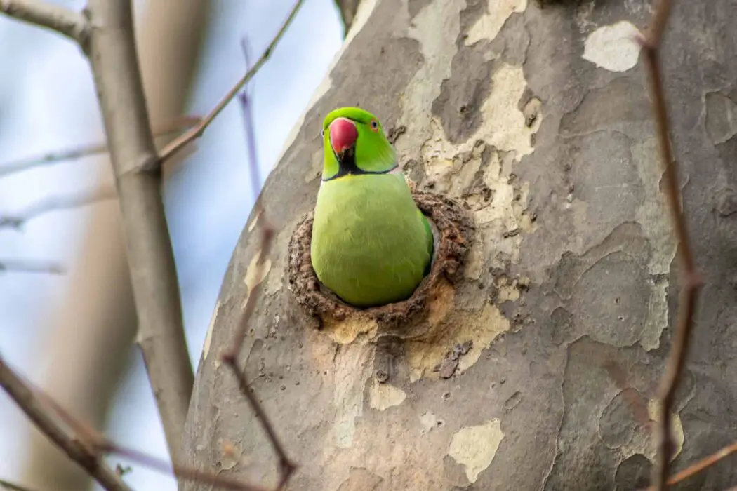 parakeet nests