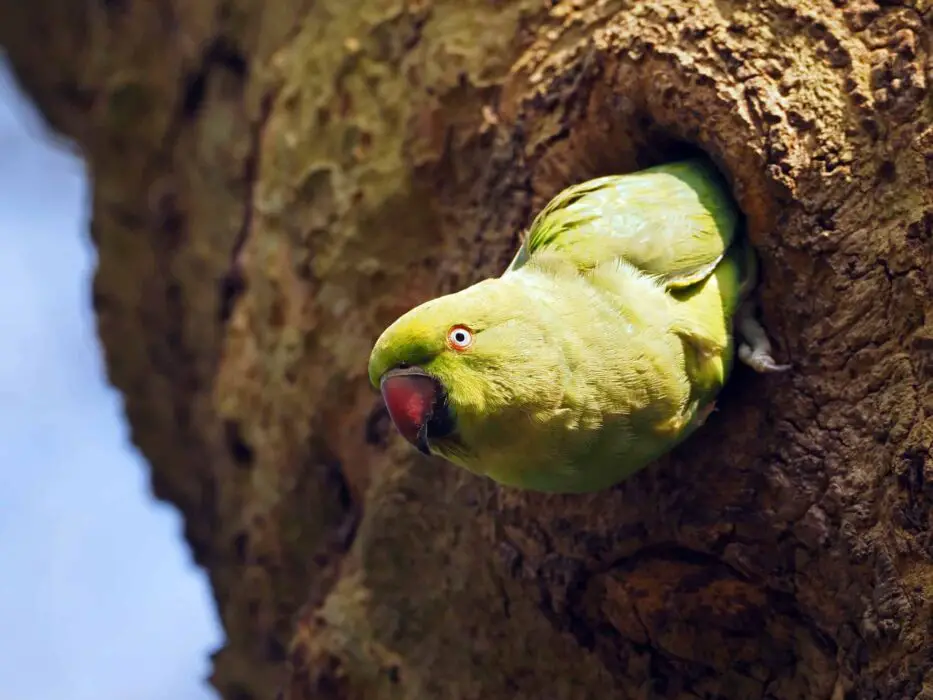 nests for parakeets
