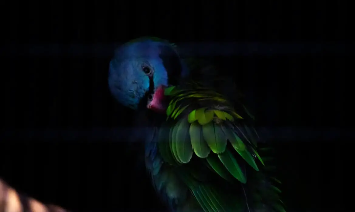 are parrots afraid of darkness