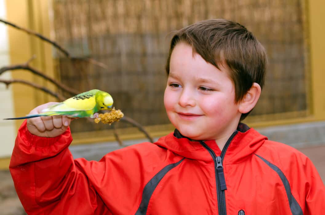 parrot baby safety 