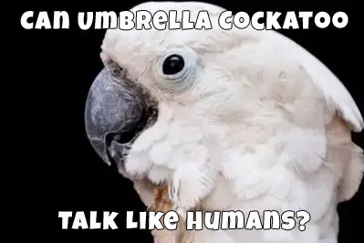 can umbrella cockatoo talk