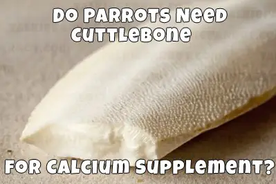 cuttlebone for parrots