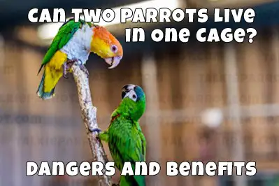 two parrots in a cage