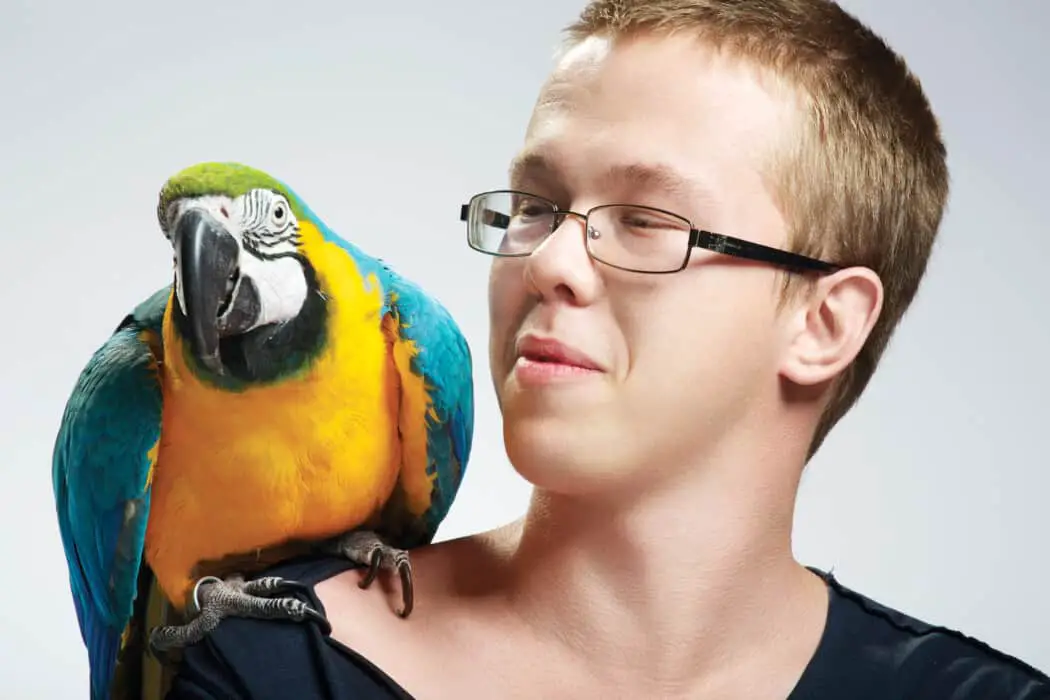 intelligent parrots