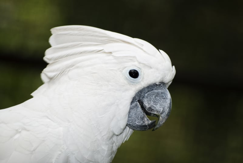 can cockatoos talk 