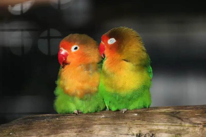 lovebirds talking