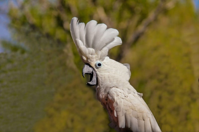 talking ability of gang gang cockatoo