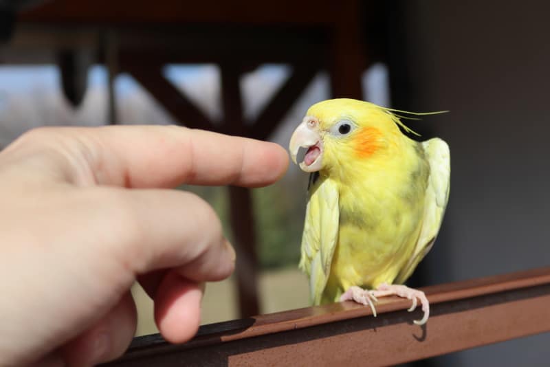 a vicious parrot 