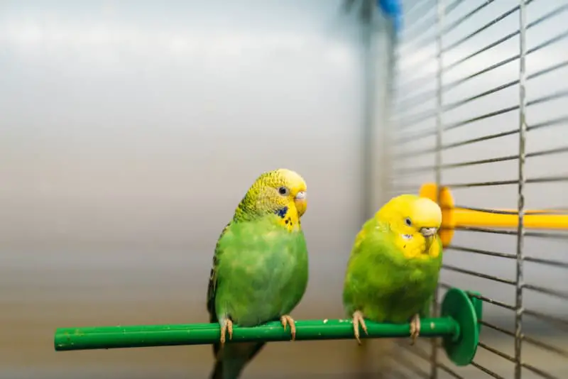 two parrots in cage 