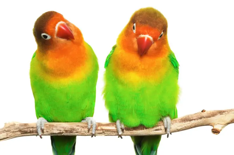 do lovebirds talk 