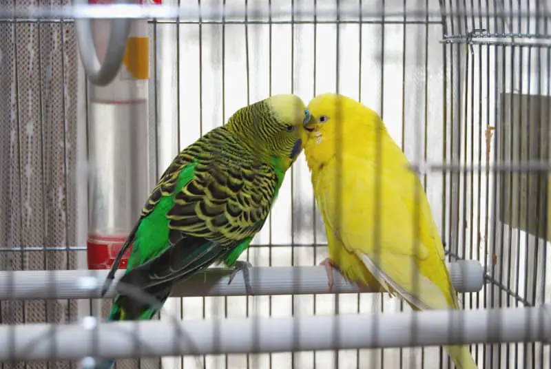 two parrots in one cage