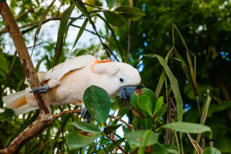 Can Umbrella Cockatoo Talk Like Humans? - Talkie Parrot