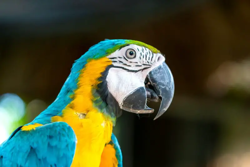 are parrots vicious 