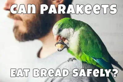 parrot eating bread