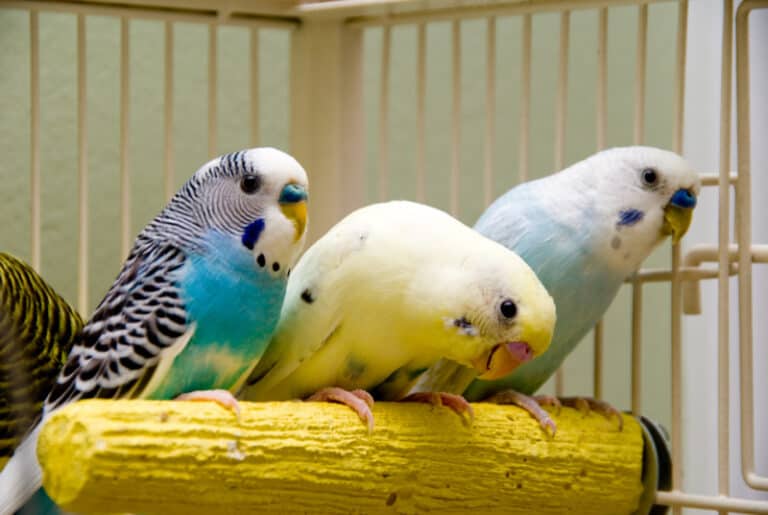 What Is The Rarest Parakeet Color? - Talkie Parrot