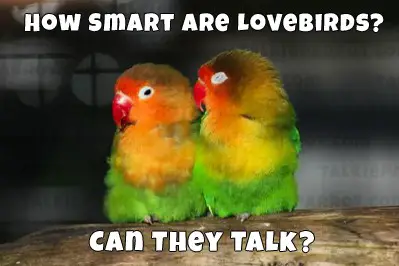 lovebirds talking